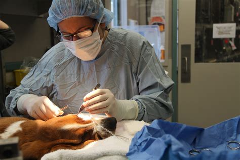 Veterinary Clinic Neutering Service .